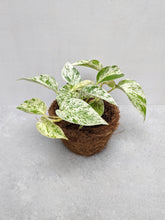 Load image into Gallery viewer, Epipremnum 'Marble Queen' | Marble Queen Pothos