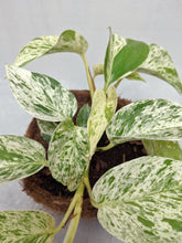 Load image into Gallery viewer, Epipremnum 'Marble Queen' | Marble Queen Pothos