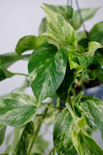 Load image into Gallery viewer, Epipremnum 'Marble Queen' | Marble Queen Pothos