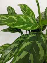 Load image into Gallery viewer, Aglaonema Maria | The Chinese Evergreen