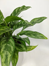 Load image into Gallery viewer, Aglaonema Maria | The Chinese Evergreen