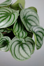 Load image into Gallery viewer, Peperomia argygreia | Watermelon Peperomia