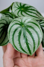 Load image into Gallery viewer, Peperomia argygreia | Watermelon Peperomia
