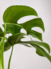 Load image into Gallery viewer, Rhaphidophora Tetrasperma | Monstera Minima