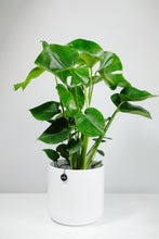 Load image into Gallery viewer, Large Monstera Deliciosa | The Cheese Plant