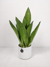 Load image into Gallery viewer, Sansevieria Moonshine | Moonshine Snake Plant