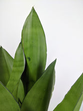 Load image into Gallery viewer, Sansevieria Moonshine | Moonshine Snake Plant
