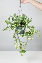 Load image into Gallery viewer, Large Trailing Epipremnum aureum ‘ N-Joy' | Large Trailing Pothos N'Joy