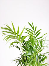 Load image into Gallery viewer, Chamaedorea Elegans Small | The Parlour Palm Small
