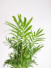 Load image into Gallery viewer, Chamaedorea Elegans Small | The Parlour Palm Small