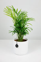 Load image into Gallery viewer, Chamaedorea Elegans Small | The Parlour Palm Small