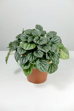 Load image into Gallery viewer, Peperomia Moonlight