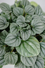 Load image into Gallery viewer, Peperomia Moonlight