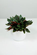 Load image into Gallery viewer, Peperomia Rosso | Emerald Ripple Plant