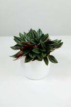 Load image into Gallery viewer, Mini Peperomia Rosso | Emerald Ripple Plant