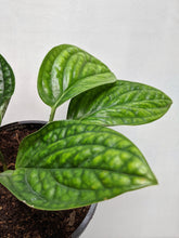 Load image into Gallery viewer, Monstera Karstenianum | Monstera Peru