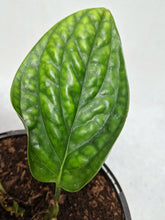 Load image into Gallery viewer, Monstera Karstenianum | Monstera Peru