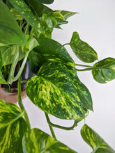 Load image into Gallery viewer, Epipremnum Aureum | Pothos
