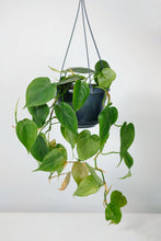 Load image into Gallery viewer, Philodendron Scandens | Heart Leaf Vine