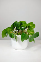 Load image into Gallery viewer, Large Pilea Peperomioides | Chinese Money Plant Large