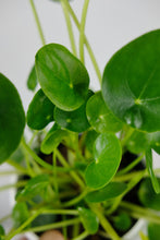 Load image into Gallery viewer, Medium Pilea Peperomioides | Chinese Money Plant