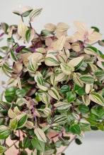 Load image into Gallery viewer, Tradescantia Fluminensis Tricolor | Inch Plant Pink