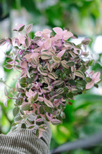 Load image into Gallery viewer, Tradescantia Fluminensis Tricolor | Inch Plant Pink