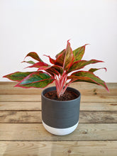 Load image into Gallery viewer, Aglaonema ‘King of Siam’ | Chinese Evergreen