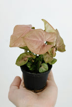 Load image into Gallery viewer, Pink Syngonium | Pink Butterfly