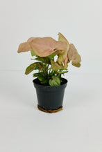 Load image into Gallery viewer, Pink Syngonium | Pink Butterfly