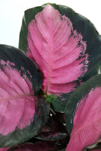 Load image into Gallery viewer, Calathea Roseopicta ' Rosey'