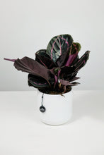 Load image into Gallery viewer, Calathea Roseopicta 'Dottie'