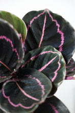 Load image into Gallery viewer, Calathea Roseopicta 'Dottie'