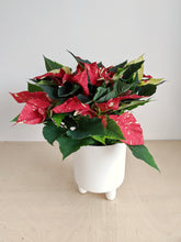 Load image into Gallery viewer, White Glitter Poinsettia