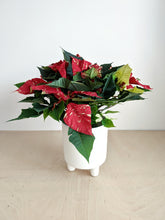 Load image into Gallery viewer, White Glitter Poinsettia