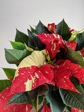 Load image into Gallery viewer, White Glitter Poinsettia