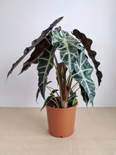 Load image into Gallery viewer, Alocasia Amazonica | Alocasia Polly