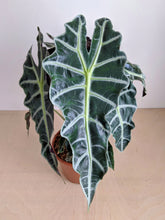 Load image into Gallery viewer, Alocasia Amazonica | Alocasia Polly