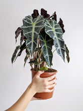 Load image into Gallery viewer, Alocasia Amazonica | Alocasia Polly