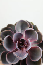 Load image into Gallery viewer, Echeveria 'Purple Pearl'