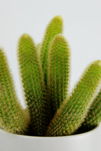 Load image into Gallery viewer, Cleistocactus winteri | Golden Rat Tail Cactus