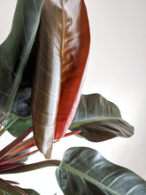 Load image into Gallery viewer, Philodendron Imperial Red
