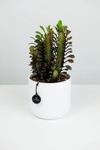 Load image into Gallery viewer, Euphorbia Trigona Rubra | African Milk Tree Red