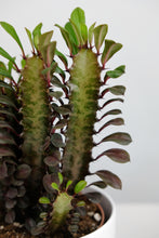 Load image into Gallery viewer, Euphorbia Trigona Rubra | African Milk Tree Red