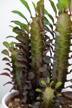 Load image into Gallery viewer, Euphorbia Trigona Rubra | African Milk Tree Red