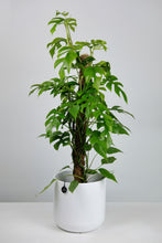 Load image into Gallery viewer, Rhaphidaphora Tetrasperma on Moss Pole | Monstera Minima on Moss Pole