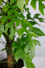 Load image into Gallery viewer, Rhaphidaphora Tetrasperma on Moss Pole | Monstera Minima on Moss Pole