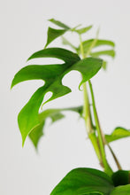 Load image into Gallery viewer, Rhaphidaphora Tetrasperma on Moss Pole | Monstera Minima on Moss Pole