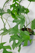 Load image into Gallery viewer, Rhaphidophora Tetrasperma Large (Imperfect)