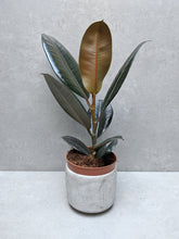 Load image into Gallery viewer, Ficus Elastic Abidjan | Baby Rubber Tree Abidjan